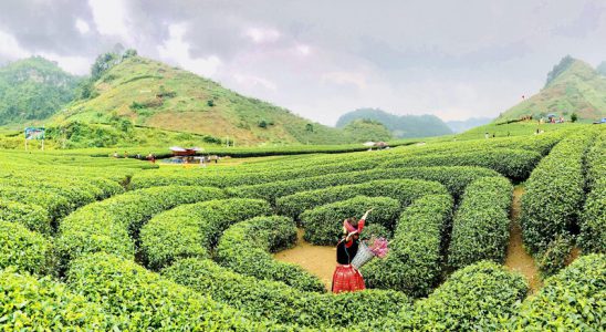 Đồi chè Trái Tim là điểm đến đầy thơ mộng